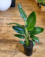 Strelitzia reginae (Bird of Paradise) - Plant Daddy