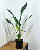 Strelitzia reginae (Bird of Paradise) - Plant Daddy