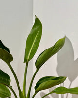 Strelitzia reginae (Bird of Paradise) - Plant Daddy