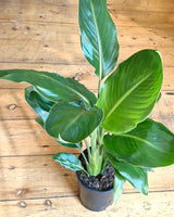 Strelitzia reginae (Bird of Paradise) - Plant Daddy