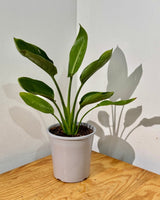 Strelitzia reginae (Bird of Paradise) - Plant Daddy