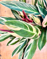 Stromanthe sanguinea ‘Tricolour’ - Plant Daddy