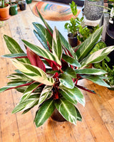 Stromanthe sanguinea ‘Tricolour’ - Plant Daddy