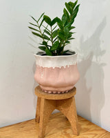 Sundae Ceramic Pot - Plant Daddy