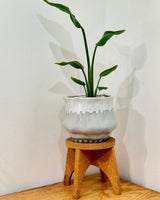 Sundae Ceramic Pot - Plant Daddy