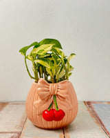 Sweet Cherry Bow Pot - Plant Daddy