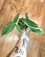 Syngonium ’Red Spot’ - Plant Daddy