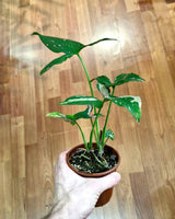 Syngonium ’Red Spot’ - Plant Daddy