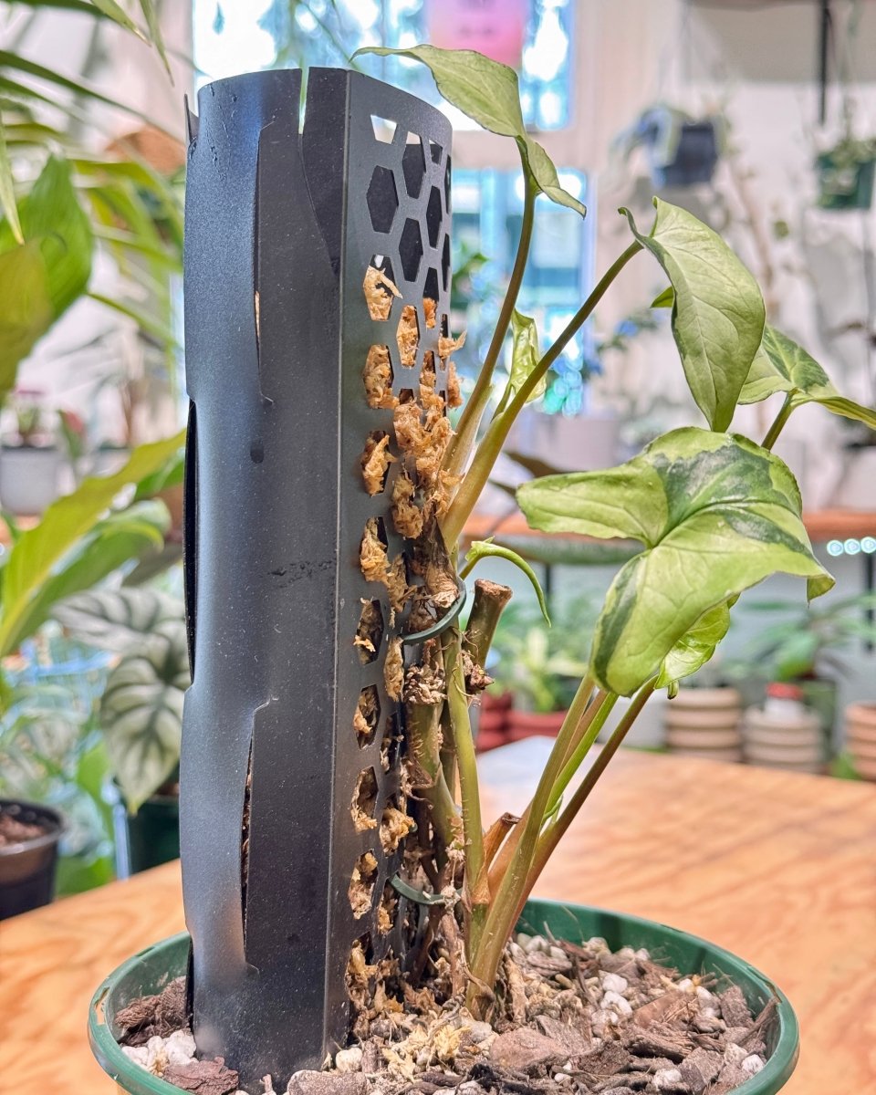 moss pole for syngonium Syngonium 'Three Kings' on Moss Pole