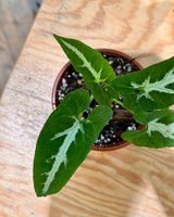 Syngonium wendlandii - Plant Daddy