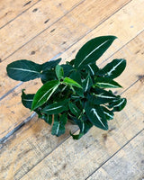 Syngonium wendlandii - Plant Daddy