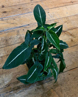 Syngonium wendlandii - Plant Daddy