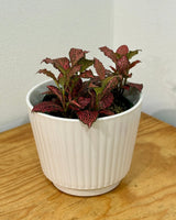 Three Kings Ceramic Pot - Plant Daddy