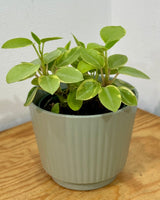 Three Kings Ceramic Pot - Plant Daddy