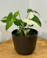 Three Kings Ceramic Pot - Plant Daddy