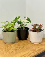 Three Kings Ceramic Pot - Plant Daddy