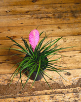Tillandsia cyanea (Pink Quill) - Plant Daddy