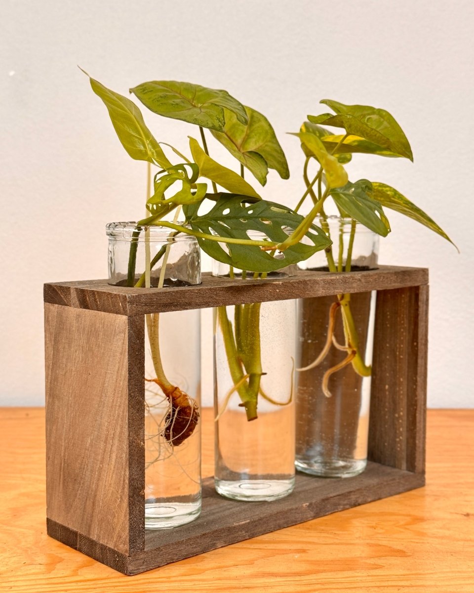 tube succulent Tube Propagation Station