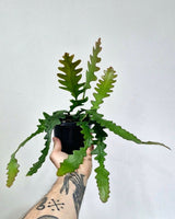 Weberocereus imitans - Plant Daddy