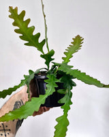Weberocereus imitans - Plant Daddy
