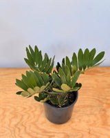 Zamia furfurcea (Cardboard plant) - Plant Daddy