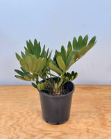 Zamia furfurcea (Cardboard plant) - Plant Daddy
