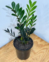 Zamioculcas 'Dark Zamicro' (ZZ Plant) - Plant Daddy