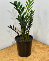 Zamioculcas 'Dark Zamicro' (ZZ Plant) - Plant Daddy