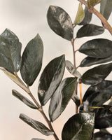 Zamioculcas zamiifolia ‘Raven’ (ZZ Plant) - Plant Daddy