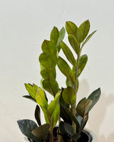 Zamioculcas zamiifolia ‘Raven’ (ZZ Plant) - Plant Daddy