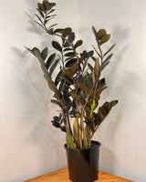 Zamioculcas zamiifolia ‘Raven’ (ZZ Plant) - Plant Daddy