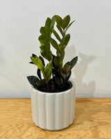 Zamioculcas zamiifolia ‘Raven’ (ZZ Plant) - Plant Daddy