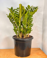 Zamioculcas zamiifolia (ZZ/ Zanzibar Gem) - Plant Daddy