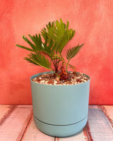 Plant Daddy in-store potting service - Plant Daddy