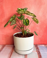 Plant Daddy in-store potting service - Plant Daddy