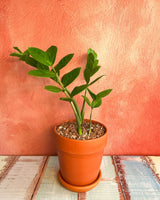 Plant Daddy in-store potting service - Plant Daddy