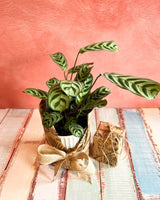 Plant Daddy Gift Wrap - Plant Daddy