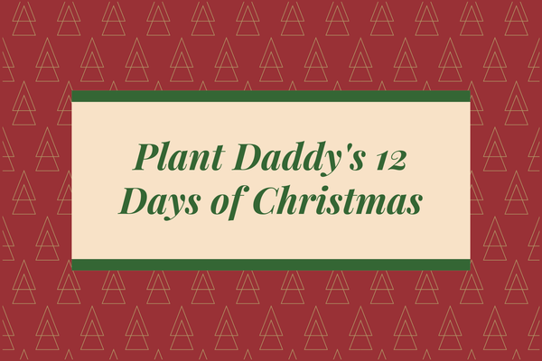 It's beginning to look a lot like (12 days of) Christmas... 🎄 🎁☃️ - Plant Daddy