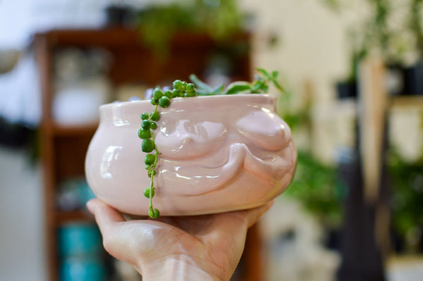 6 simple steps to repot your indoor plant - Plant Daddy