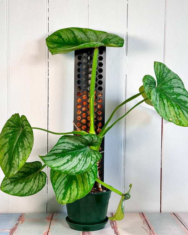 Let them Grow, Glory Pole fun! - Plant Daddy