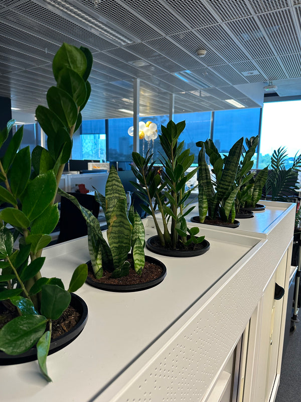 How to get best Plant Styling at your office