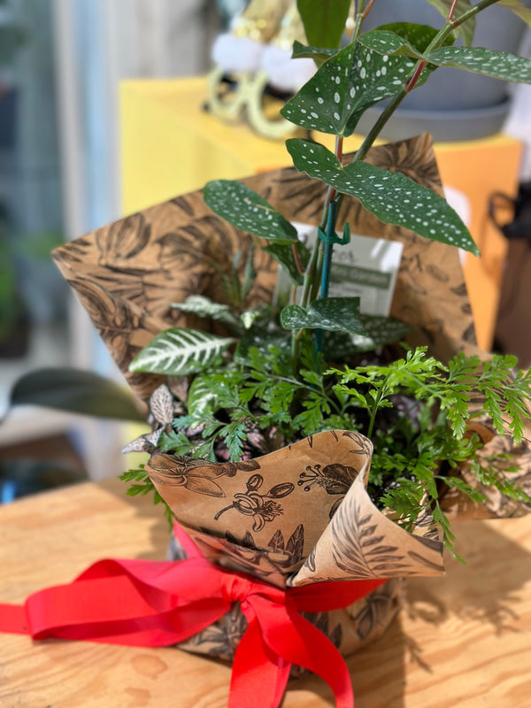 Plants as a housewarming gifts