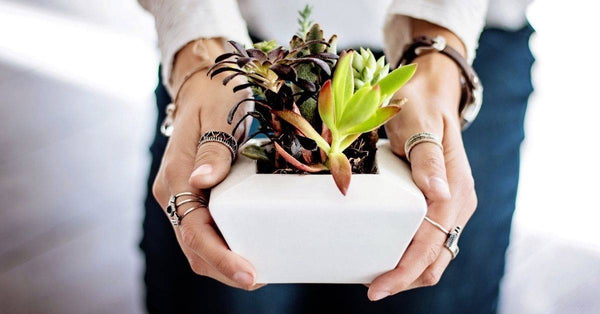 Top questions to ask before purchasing plants for your home - Plant Daddy