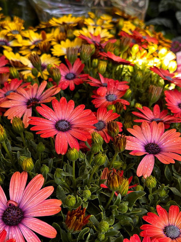 Getting the best out of your plants this spring, Rose Serenity African Daisy 