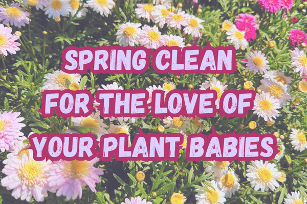 Spring Clean, prepare your plant babies for Spring!!!