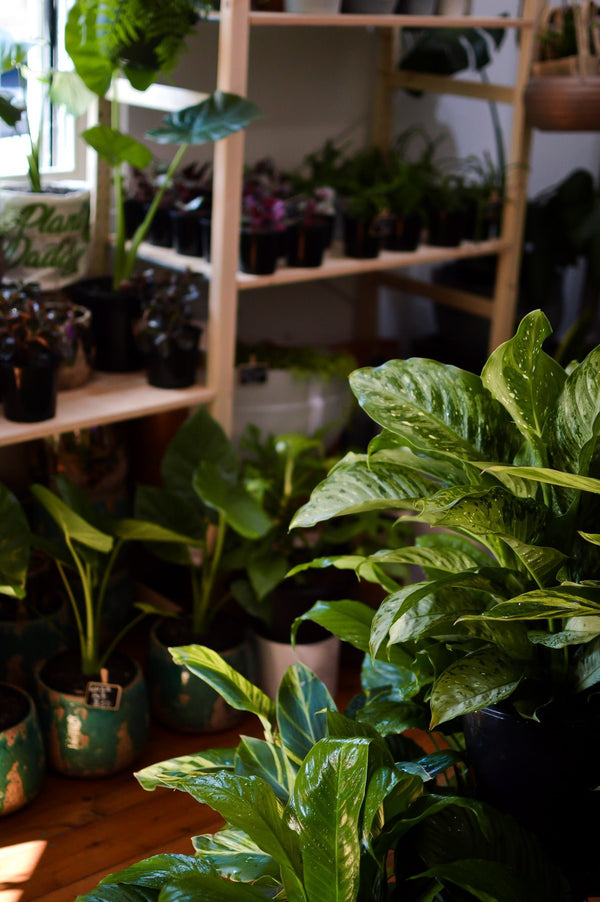 How to get rid of Fungus Gnats - Plant Daddy