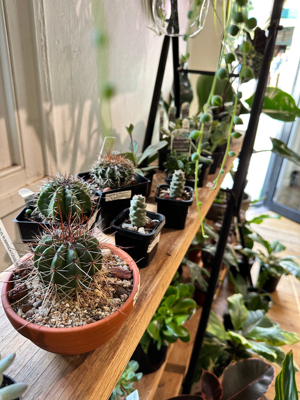 It's getting cold out... Winter plant care tips, ready, go!