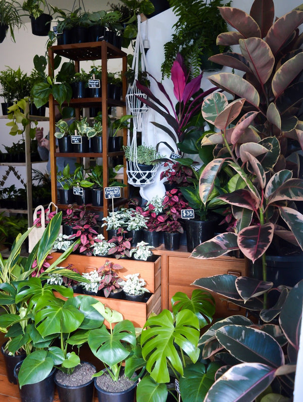 5 plants you need for WFH ZOOM meetings!