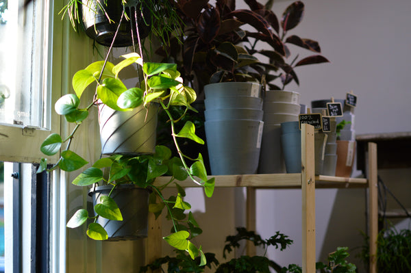 5 tips to nail your indoor plant watering