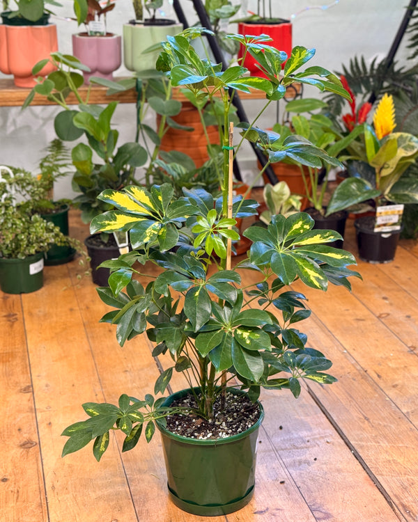 Schefflera 'Variegata' - Plant Daddy